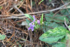 Viola inconspicua